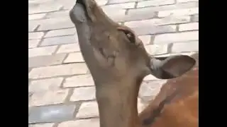 FUNNY SCREAMING DEER