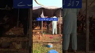 Free Range Poultry Farming in Pakistan || Organic Poultry Farming in Pakistan || poultry Farm ||