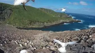 'Big mac' - a macaroni penguin colony containing ~65,000 birds, on Bird Island, South Georgia.