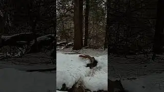 Red Squirrel on Alert Near Its Home | Trail Cam