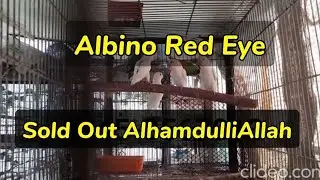 Albino Red Eyes Pathay available For Sale In KArachi 2022 || Albino Red Price 2022