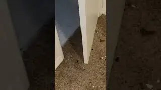 Pest Control Services pt. 4 back at it again 😤