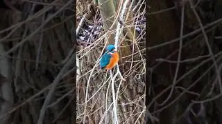 Eisv&ouml;gel im Januar #birds #nature#kingfishers #vogel