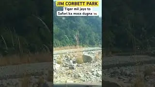 corbett me ye Galti mat karna ❤️ #shortsfeed #jimcorbett #wildlife #travel #beingdixit #tigerspotted
