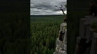 Bearly Surviving a Cliffside Adventure