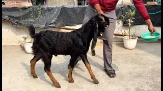 Mashallah quality goat bullet palne wale bakre start 12500 kapla look