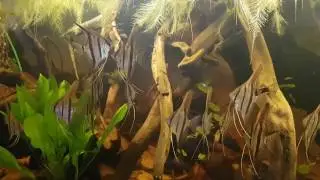 Pterophyllum sp. Santa Isabel dd. 14-1-2017