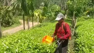 BOMA TOOLS  tea plucking machine use in Sri Lanka #tea #teaharvester #India #kenya #turkey