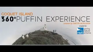 Coquet Island: a 360-degree Puffin Experience (4k version)