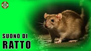 Il suono del Ratto: Il vero suono urbano &ndash; SUONI DI ANIMALI 🐀