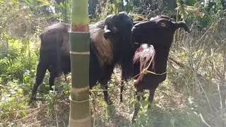 Goat Meeting Time  Shaheen Goat Farm