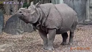 老田遊名古屋-東山東植物園-犀牛
