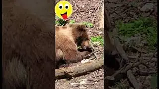 #nature #bear #природа #медведь
