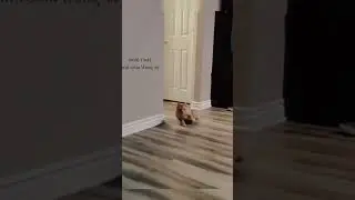 Funniest Cats and Dogs Clips 2025 😹🐶 | Try Not To Laugh Challenge 😂 #funnycats #funnydogs