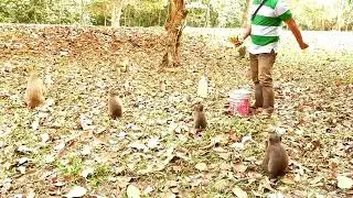 Amazing video update Brother Mahanokor share good food to all monkeys in the group Mahanokor