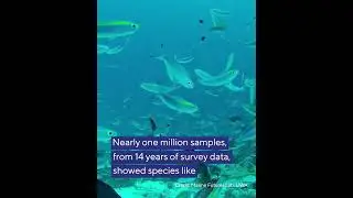 Human impact on open ocean life