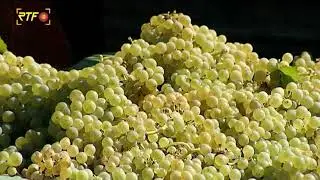Weinlese in Reutlingen mit Oberb&uuml;rgermeisterin Barbara Bosch