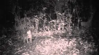 Ocelote (Leopardus pardalis)