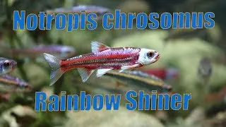Notropis chrosomus - Rainbow shiner
