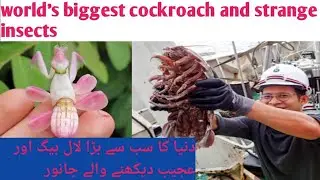 World's biggest cockroach || 3 different and strange insects and animal || areeba studio