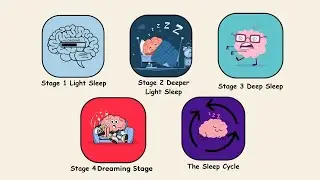 Every Stage of Sleep Explained in 4 Minutes