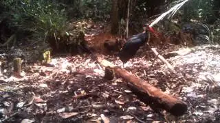 Storm's stork caught on camera trap providing an insight into their behaviour