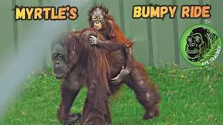 Infant Orangutan Myrtle Gets A Bumpy Ride ! 🦧😊 #orangutan #chesterzoo