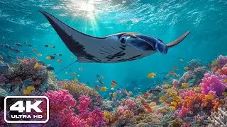 Лучшее 4K-видео из океана – красивые рыбы 🐠. Спокойное плавание рыбок для снятия стресса.