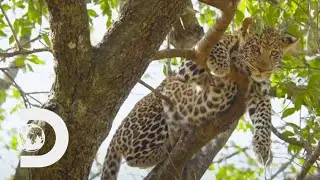Leopard Cub Hides From Dangerous Encounter With Wild Baboons  | Big Cat Tales