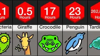 Comparison: Animal Sleep
