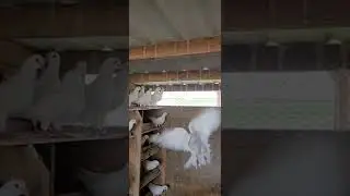 BEAUTIFUL WHITE HOMING PIGEONS 🕊🕊🕊