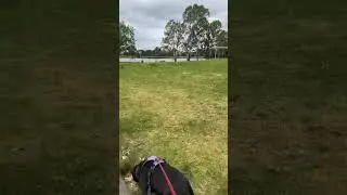 Getting our walk in on this overcast day