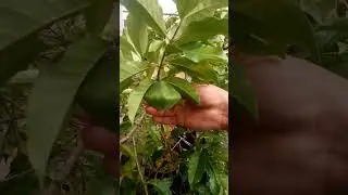 #Cambuci no vaso produzindo adubado com#Forth_frutas_npk #frutas_do_serrado