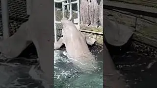 It&rsquo;s Lunch time! Adorable Dugong Asking for Food #sealife #australia #shorts