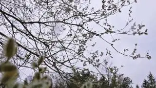 Sound of Bees and Birds / Early Spring Bees Collecting Pollen 1 Hour