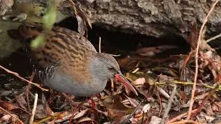 Water Rail, Titchwell RSPB, Norfolk, 10/1/26