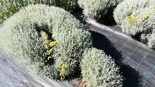 Lavanda Galbena, Cotton Lavender (Santolina chamaecyparissus )