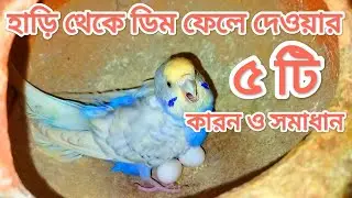 বাজরিগার পাখি হাড়ি থেকে ডিম ফেলে দেওয়ার পাঁচটি কারন ও সমাধান