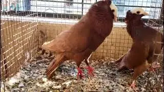 Laal zarat mukhi pair #greenscreen #pigeon #dhurandhar 