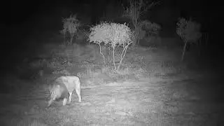 Djuma: Lion-Avoca Male known as Dark Mane - 01:51 - 06/10/21