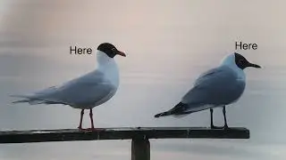 How to ID Adult summer Mediterranean v's Black headed Gulls
