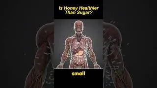 Is Honey Healthier Than Sugar? Truth Explained 🍯🍬 3D Animation #HoneyVsSugar #healthyeating