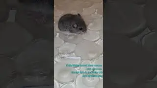 Cute white footed deer mouse taken out of a clients home in the mountains. #mountainmice #wildlife