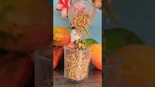 Coriander Seeds Falling in Slow Motion &ndash; Natural ASMR ✨️