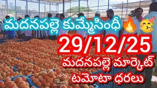 29-12-25 Madanapalle Tomato Market price Today || Today Tomato Market Rate in Madanapalle #today