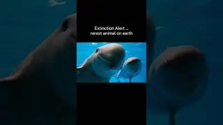 Vaquita Porpoise On The Brink #extinctionalert
