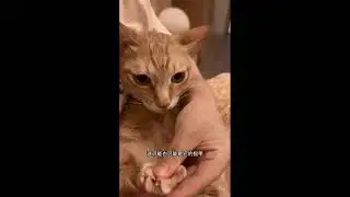 😹 Almost Blamed Me! The Cute Pet&rsquo;s Little Tricks Are Here!