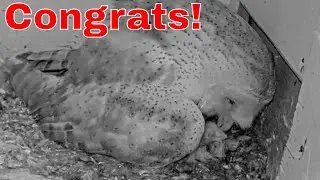 Congrats!!🦉 First Feeding Milestone | Newly Hatched Barn Owl Nestling Gets Fed Live
