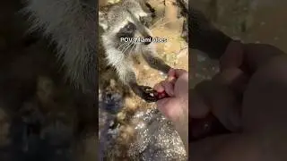 Miami recap #2 #raccoon #island