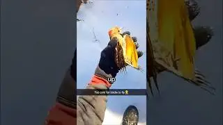 He Thought He Saved It... 🐦